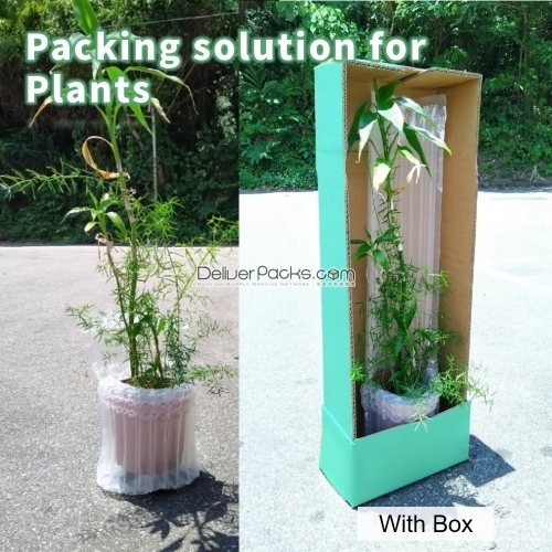 Packing solution for Plants